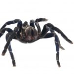 Cobalt Blue Tarantula