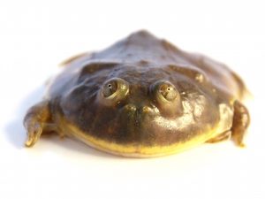 Budgetts Frog