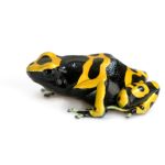 Bumble Bee Poison Dart Frog