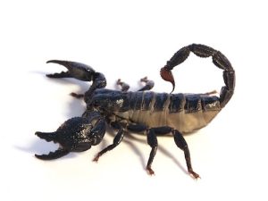 Dictator Scorpion