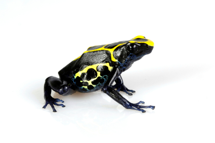 Dyeing Poison Dart Frog