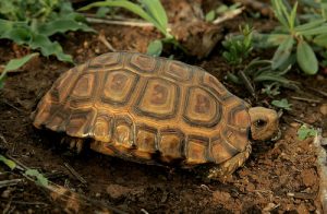 Forest Hingeback Tortoise