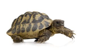Hermans Tortoise
