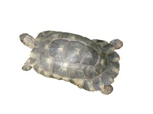 Marginated Tortoise