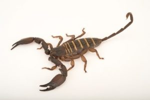 Olive Keeled Flat Rock Scorpion