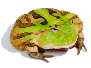 Surinam Horned Frog