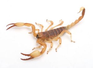 Wahlbergs Burrowing Scorpion
