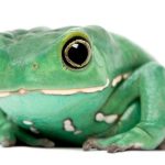 Waxy Monkey Tree Frog