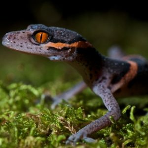 Chinese Cave Gecko