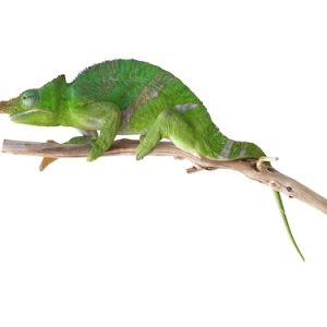 Giant Fischers Chameleon