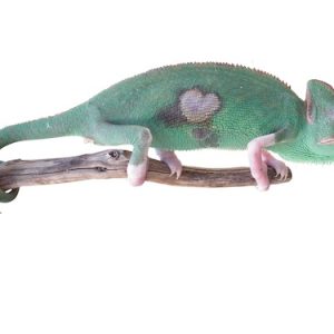Translucent Veiled Chameleon
