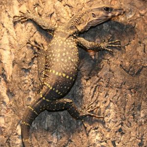 black roughneck monitor