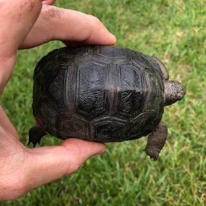Aldabra Tortoise