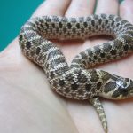 Mexican Hognose