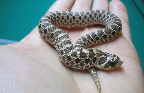 Mexican Hognose