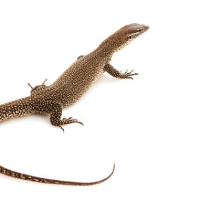 Timor Monitor