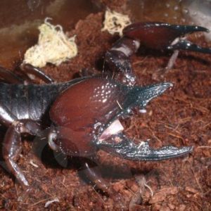 Tanzanian Red Clawed