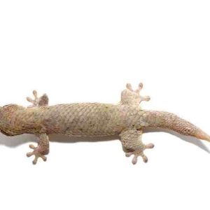 Fish Scale Gecko
